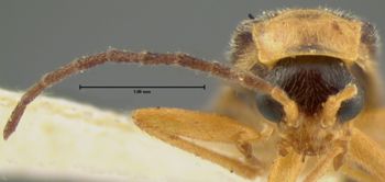 Media type: image;   Entomology 3400 Aspect: head frontal view
